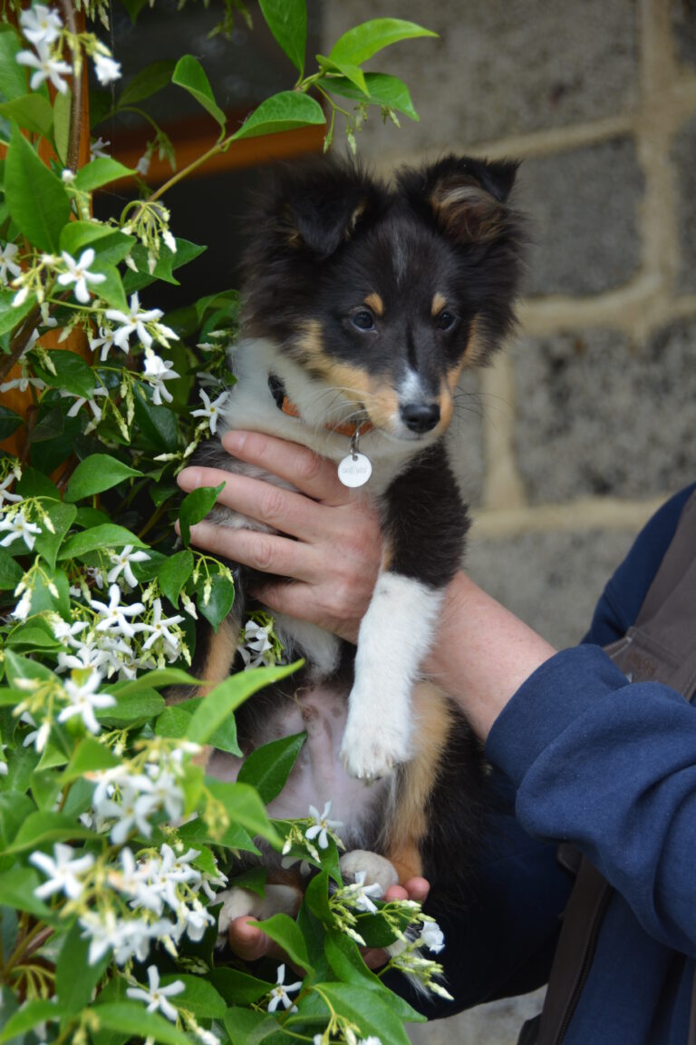 Chiot LOF Shetland